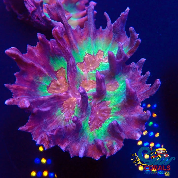 Rainbow Pectinia Pectinia