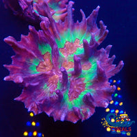 Rainbow Pectinia Pectinia
