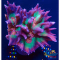 Rainbow Pectinia Pectinia