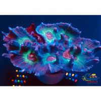 Rainbow Pectinia Pectinia
