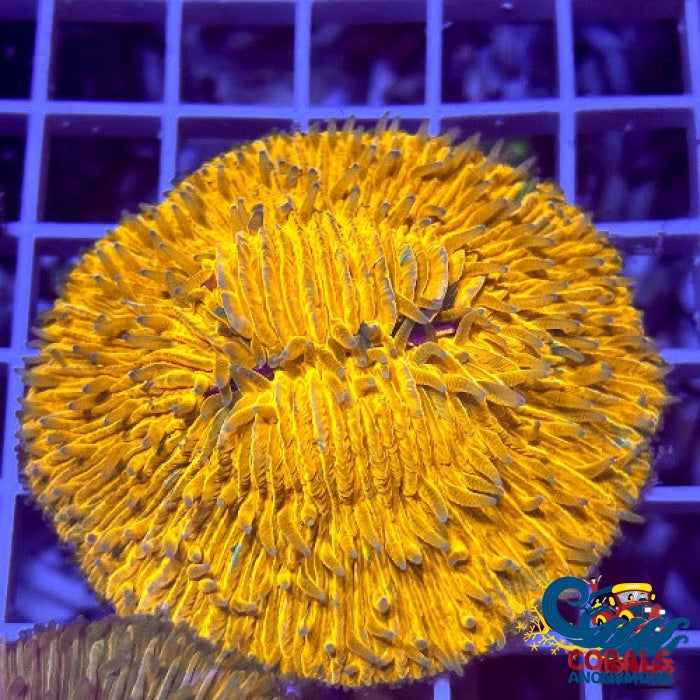 Orange Helmet Fungia Plate (1.75-2) Plate