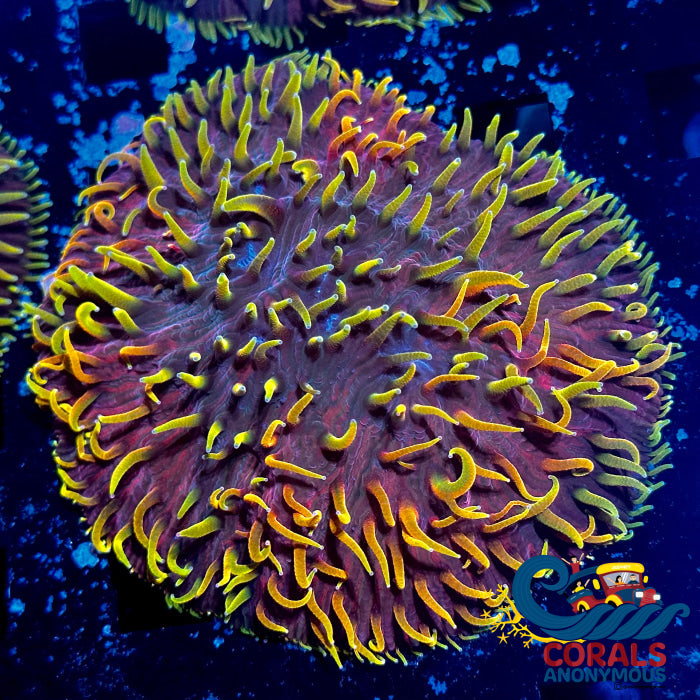 Dr. Strange Rainbow Diaseris Plate (1 Frag) Plate