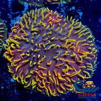 Dr. Strange Rainbow Diaseris Plate (1 Frag) Plate
