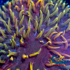 Dr. Strange Rainbow Diaseris Plate (1 Frag) Plate