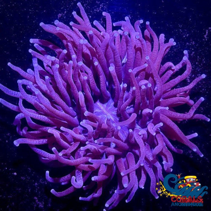 Purple Long Tentacle Fungia Plate (3-5) Plate