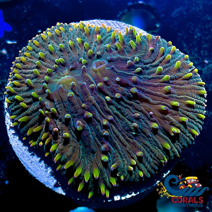 Lemon Lime Diaseris Plate Coral Plate