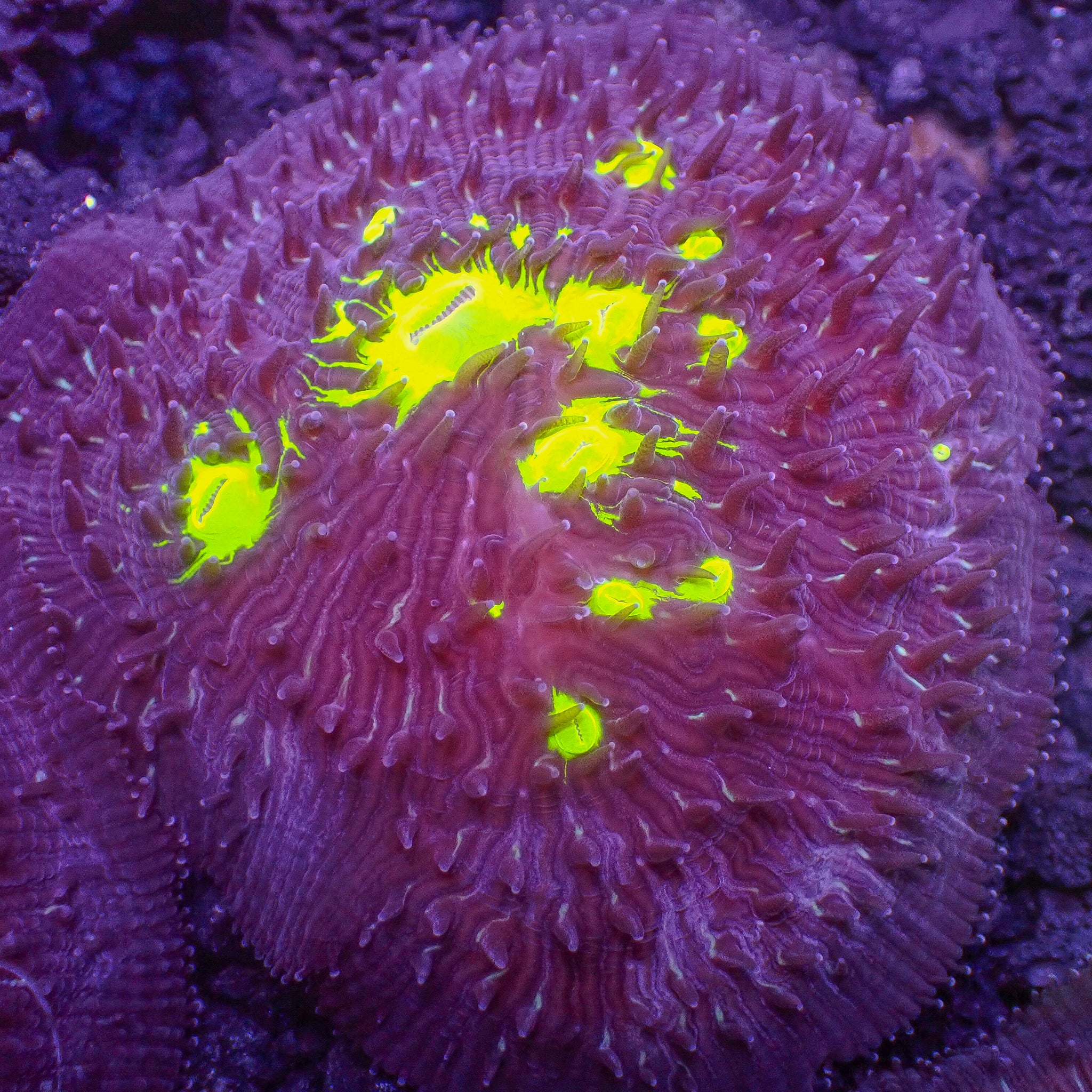 Coral‪ꪔ̤̫様 お纏め専用ページ Neon Toxic Splatter Diaseris Plate Coral