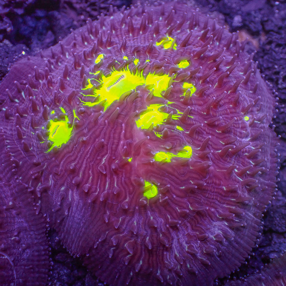 Neon Toxic Splatter Diaseris Plate Coral