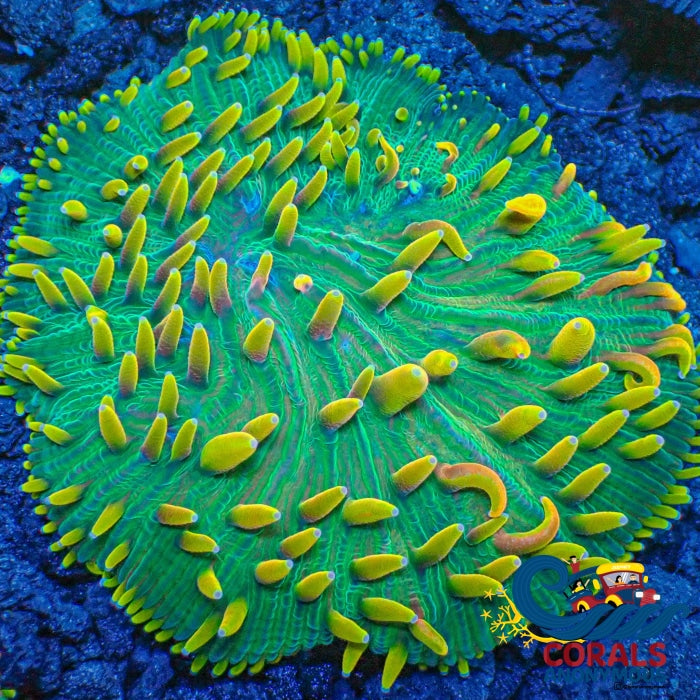 Sour Apple Jolly Rancher Rainbow Diaseris Plate Coral Plate
