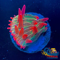 Watermelon Jolly Rancher Diaseris Plate Coral Small Frag (0.5-1) Plate
