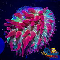 Watermelon Jolly Rancher Diaseris Plate Coral Full Plate (2.5-3.5) Plate
