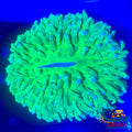 Ultra Neon Long Tentacle Plate Plate