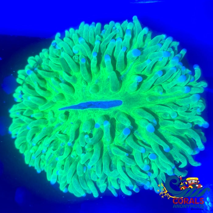 Ultra Neon Long Tentacle Plate Plate