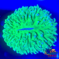 Ultra Neon Long Tentacle Plate Plate