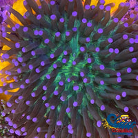 Ultra Green Long Tentacle Plate Plate