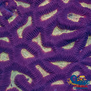 Firestorm Platygyra (1 Frag) Platygyra