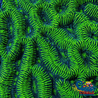 Neon Green Platygyra (1 Frag) Platygyra
