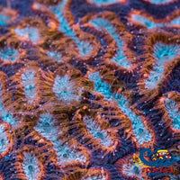 Orange Teal Platygyra (1 Frag) Platygyra
