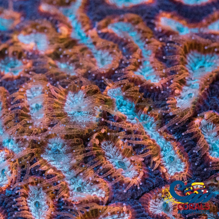 Orange Teal Platygyra (1 Frag) Platygyra