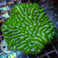 Teal Mouth Green Platygyra (1” Frag) - Corals Anonymous
