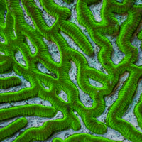 Teal Mouth Green Platygyra (1” Frag) - Corals Anonymous
