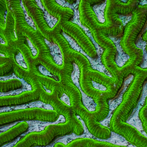 Teal Mouth Green Platygyra (1” Frag) - Corals Anonymous
