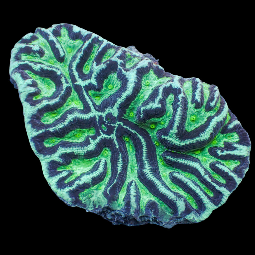 Teal Oasis Rainbow Platygyra (1” Frag) - Corals Anonymous