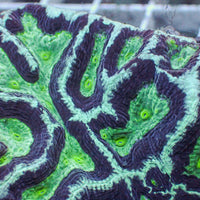 Teal Oasis Rainbow Platygyra (1” Frag) - Corals Anonymous