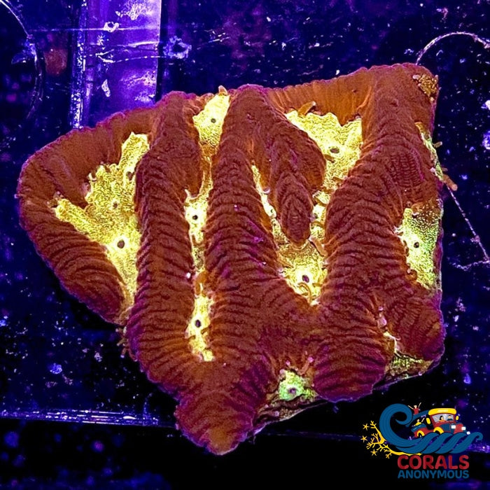 Wygsiwyg Firestorm Platygyra (1 Frag) Platygyra