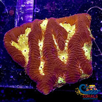 Wygsiwyg Firestorm Platygyra (1 Frag) Platygyra
