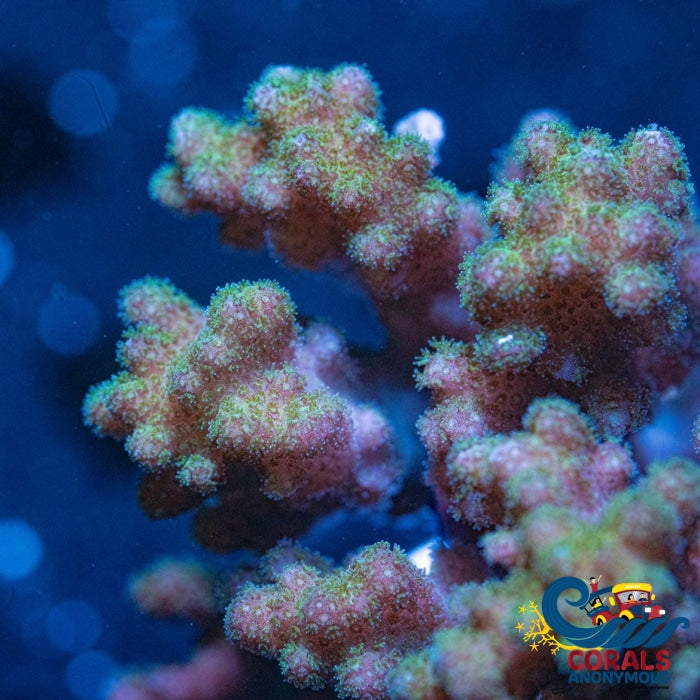 Forest Green Pocillopora Sps (1 Frag) Pocillopora