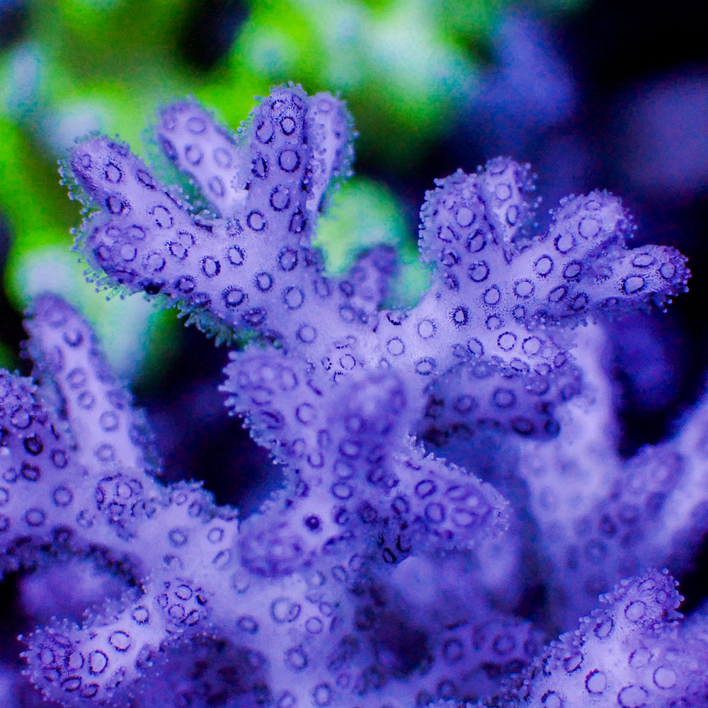 Lavender Pocillopora SPS (1” frag)