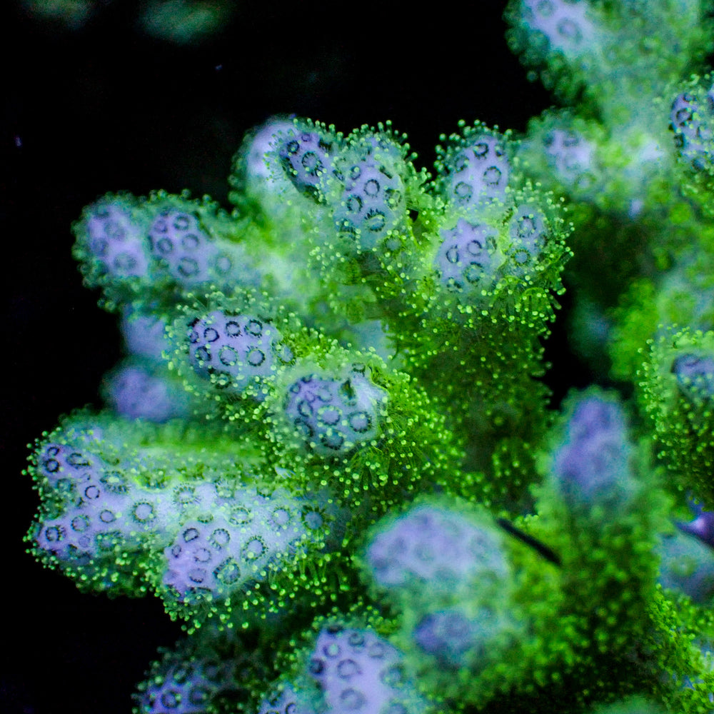 Lime Green Pocillopora SPS (1” frag)