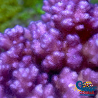 Purple Pocillopora Sps (1 Frag) Pocillopora
