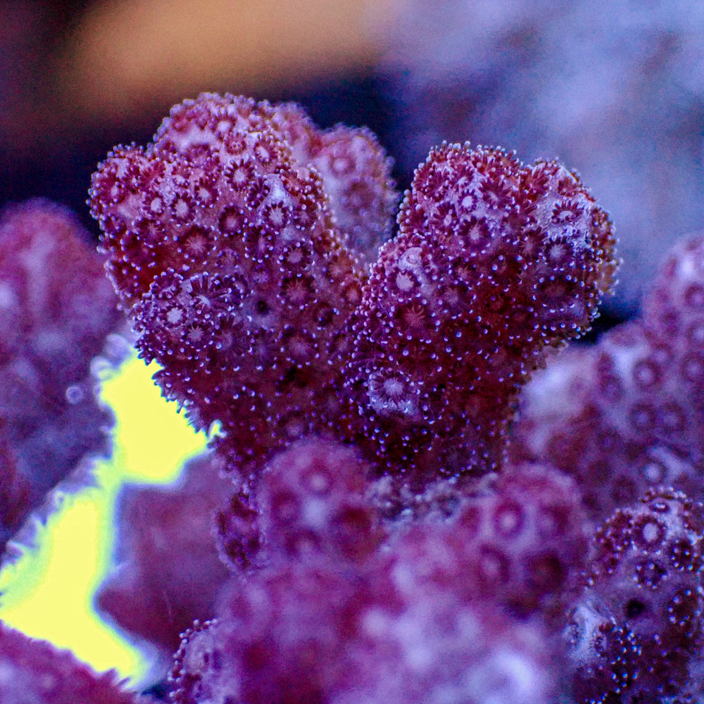 Purple Pocillopora SPS (1” frag) - Corals Anonymous