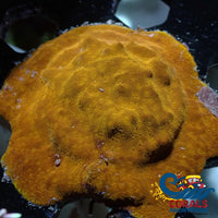 Citrus Psammocora 1 Frag Psammocora