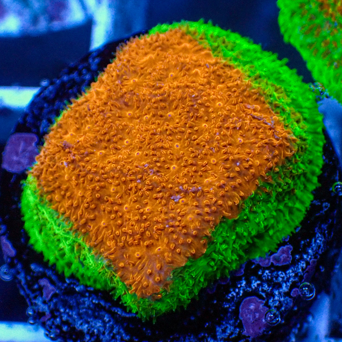 Mango Tango Psammocora Frag (1" Frag)