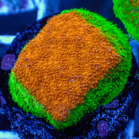 Mango Tango Psammocora Frag (1" Frag)
