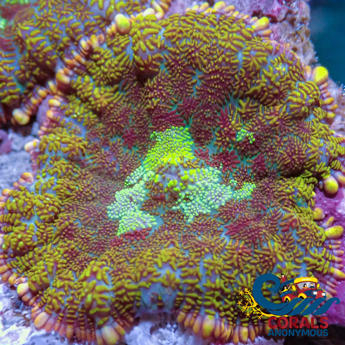 azure sunset garden rhodactis mushroom