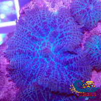 Blue Bullseye Rhodactis Mushroom Rhodactis
