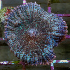 blue frost rhodactis mushroom