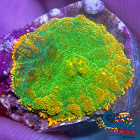 Citrus Lime Rhodactis Mushroom Rhodactis
