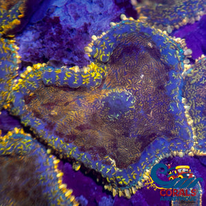 Gold Charm Rhodactis Mushroom Rhodactis