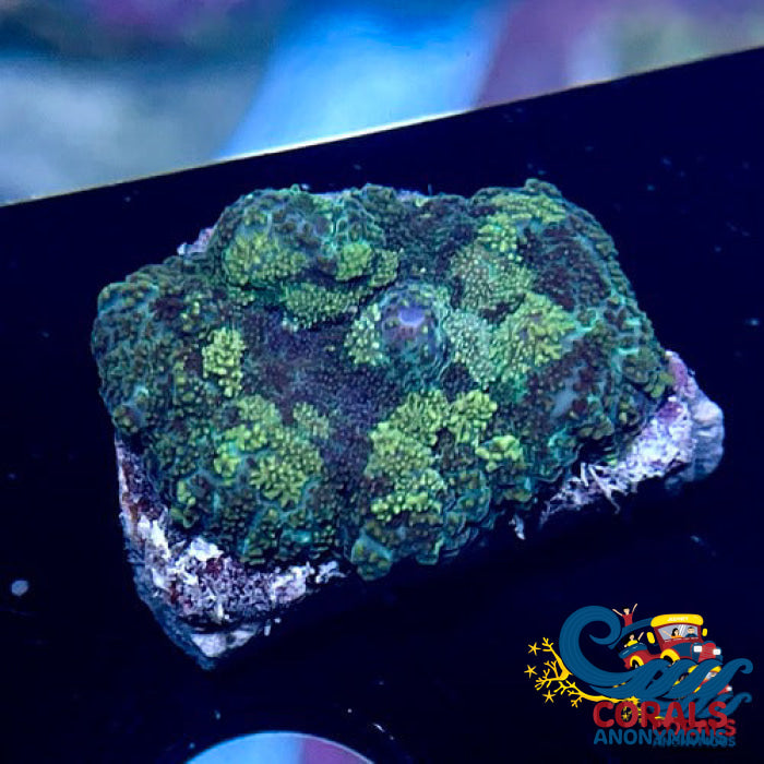 Green Camo Rhodactis Mushroom Rhodactis