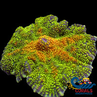 Mango Kiwi Sunrise Rhodactis Mushroom Rhodactis
