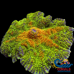 Mango Kiwi Sunrise Rhodactis Mushroom Rhodactis