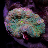 Rainbow Pixie Dream  Rhodactis Mushroom - Corals Anonymous
