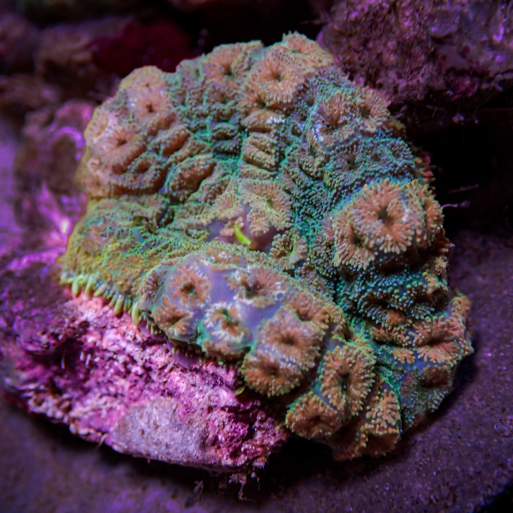 Rainbow Pixie Dream  Rhodactis Mushroom - Corals Anonymous
