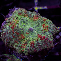 Rose Garden Rhodactis Mushroom - Corals Anonymous
