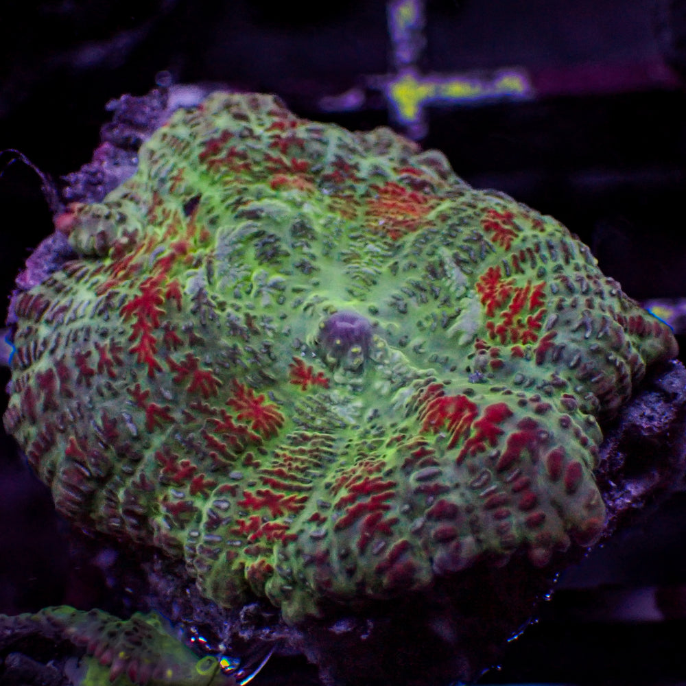 Rose Garden Rhodactis Mushroom - Corals Anonymous
